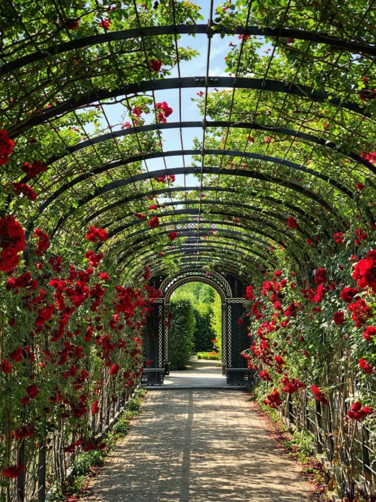 pergola fer forgé