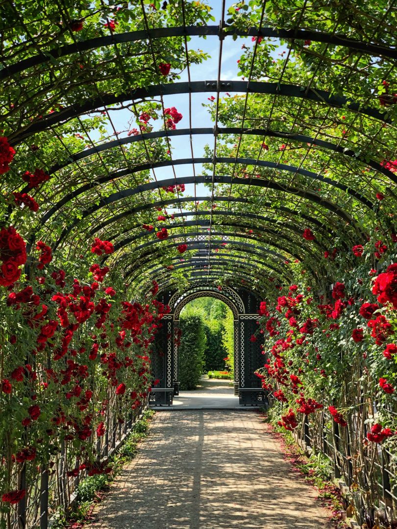pergola fer forgé